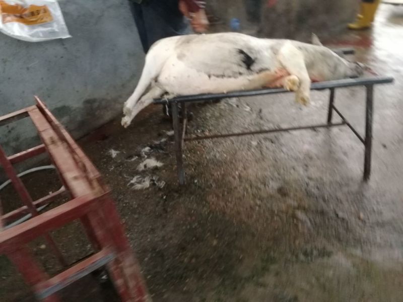 小香猪，约4百头