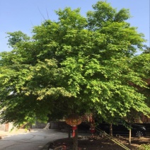 供应鸡爪槭，造型树，变色枫树各种品种，各种规格，量大优惠