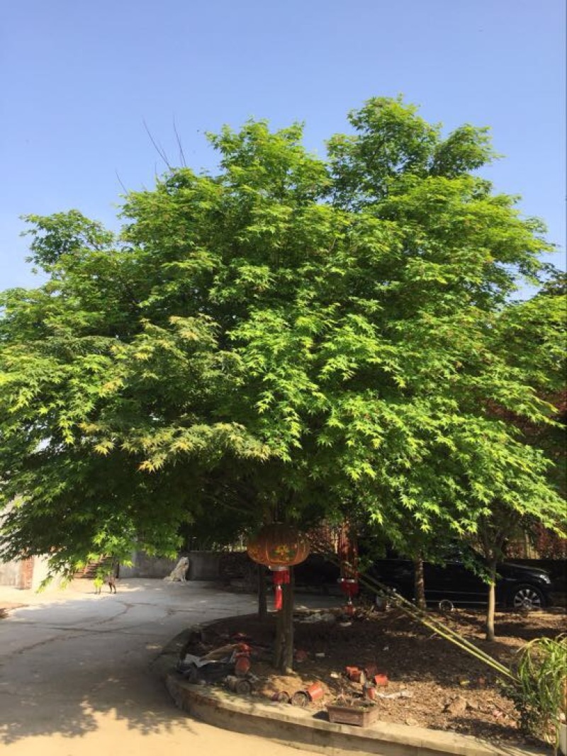 供应鸡爪槭，造型树，变色枫树各种品种，各种规格，量大优惠