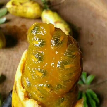 八月瓜苗