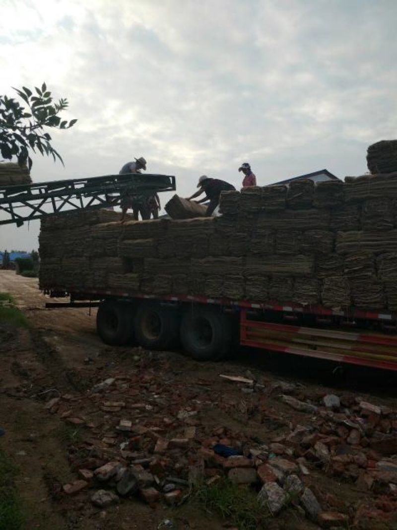 麻袋批发包树麻袋卷麻袋片土豆麻袋粮食麻袋国标麻袋保温保