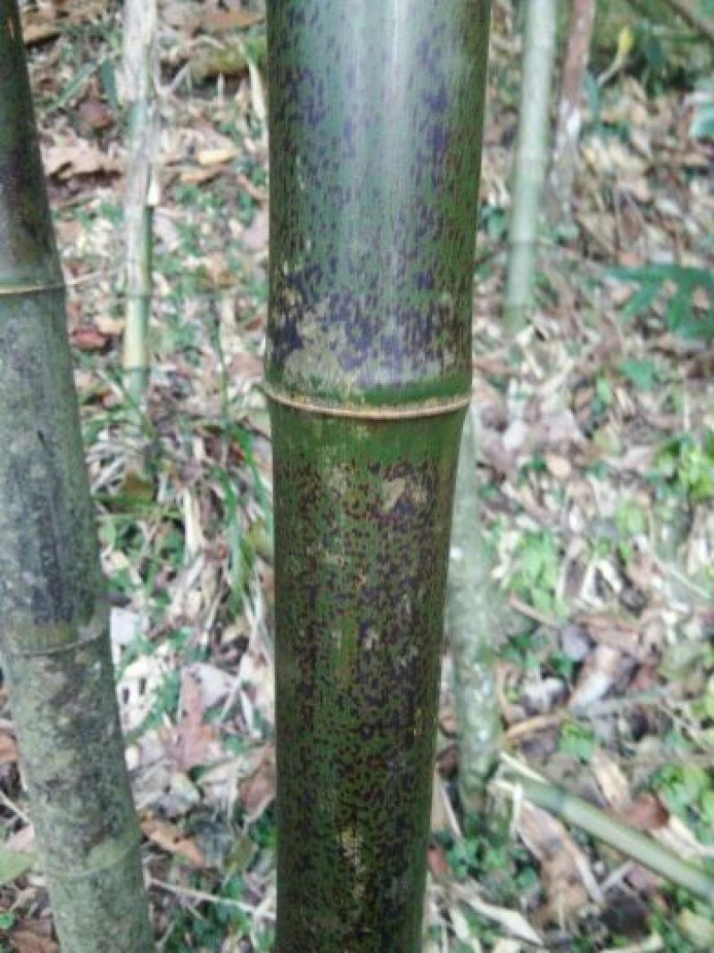 苦竹5~6m