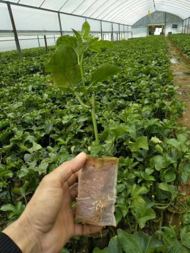 黄金百香果苗10~20cm