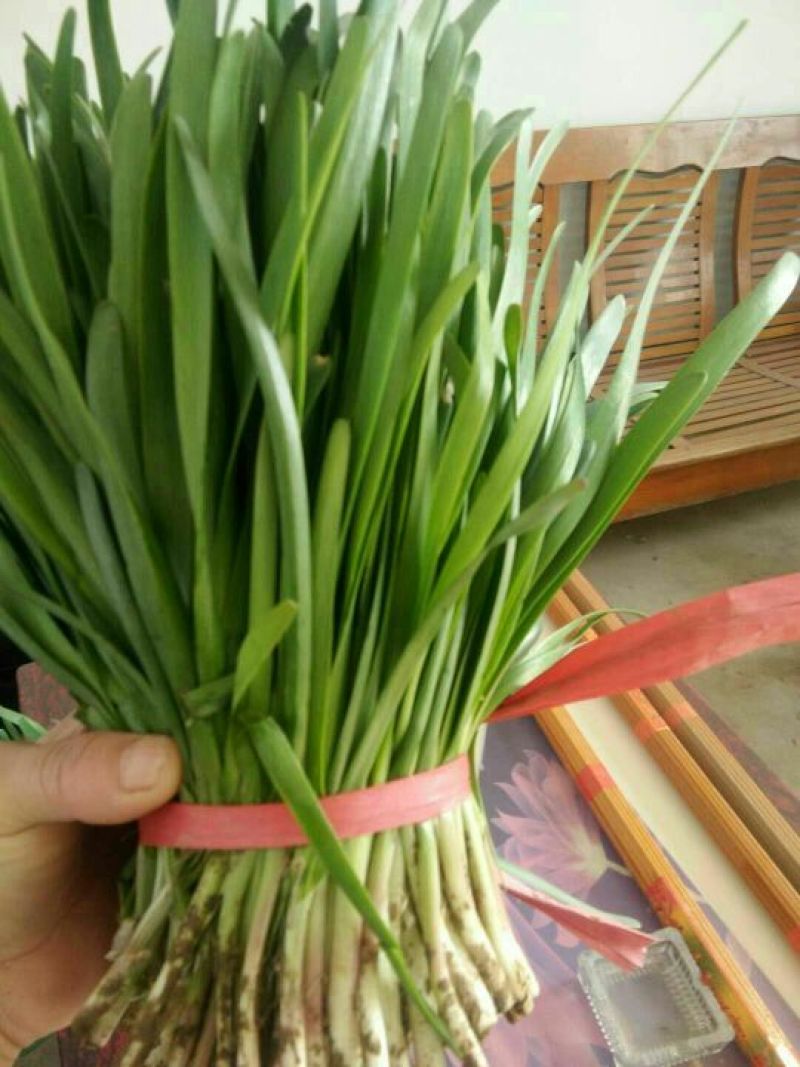 韭菜头茬