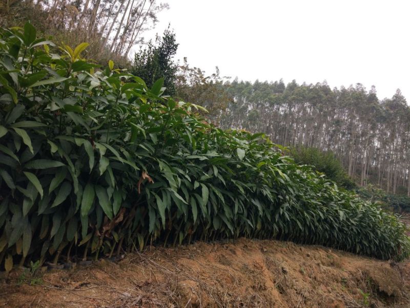 芒果苗1~1.5m