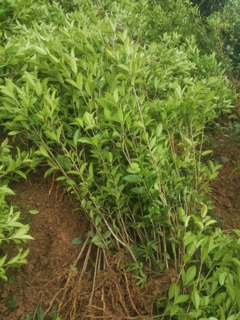 金桂苗黄金桂花苗，自产自销，量大价优，