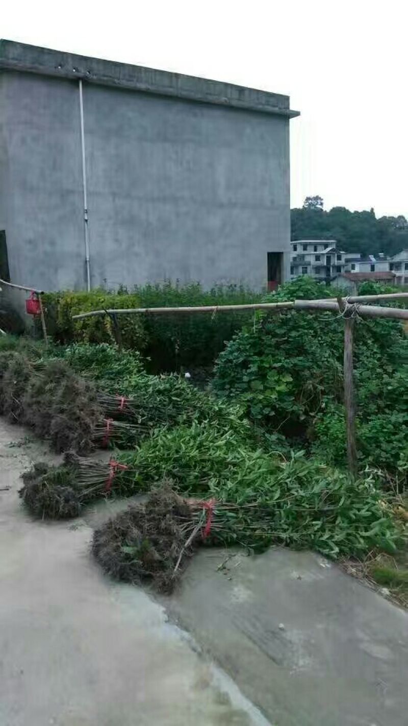 金桂苗黄金桂花苗，自产自销，量大价优，