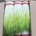 蒜苗45~50cm