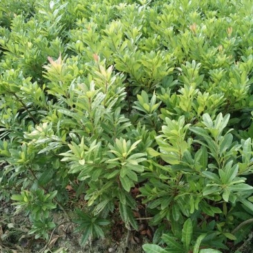 杨梅苗20~30cm
