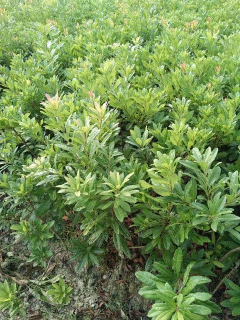 杨梅苗20~30cm