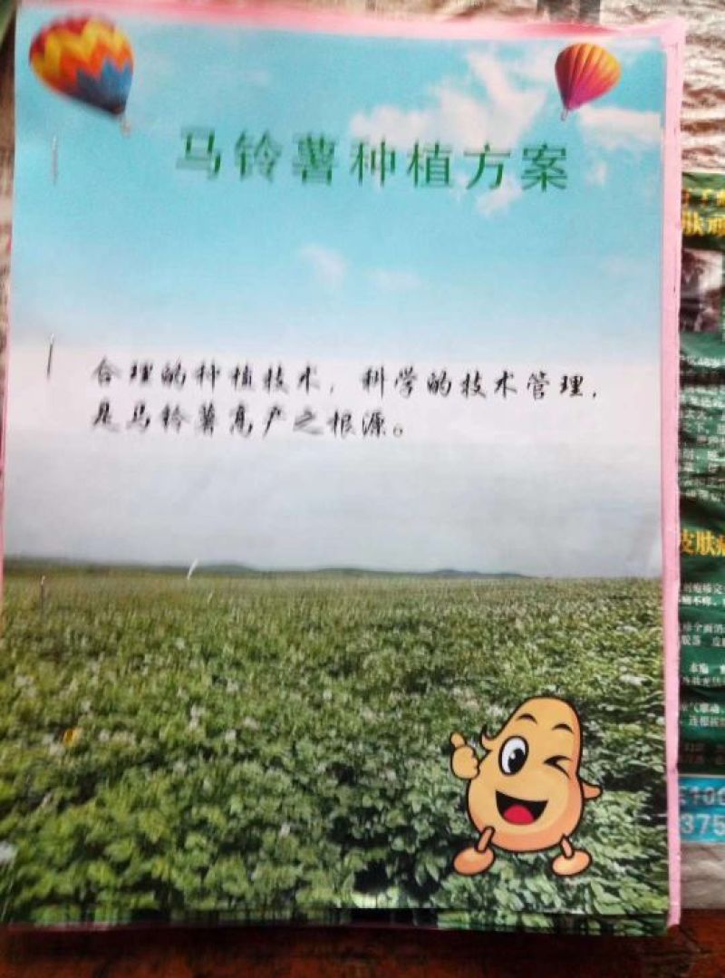 优质脱毒土豆种子原种，抗病强产量高，提供种植技术。