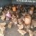 阉鸡苗500克以上脱温苗雄