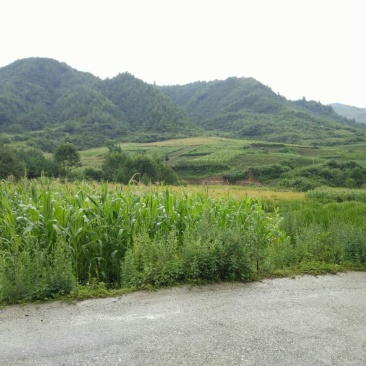 牛膝鲜货