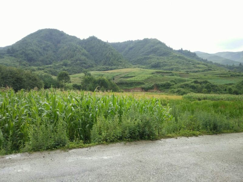 牛膝鲜货