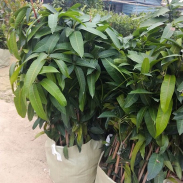 金煌芒树苗50至80高，有大量现货，欢迎惠顾