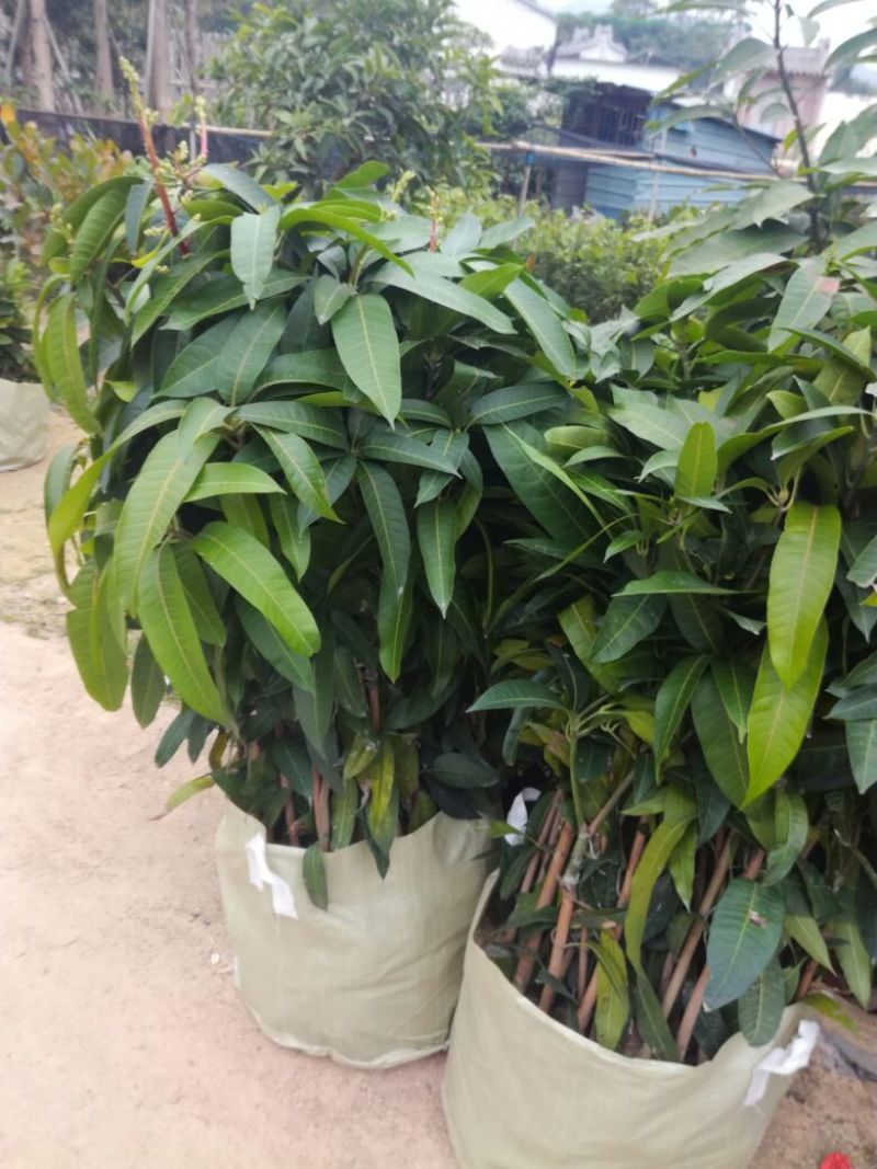 金煌芒树苗50至80高，有大量现货，欢迎惠顾