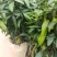 金煌芒树苗50至80高，有大量现货，欢迎惠顾
