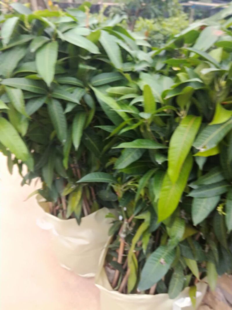 金煌芒树苗50至80高，有大量现货，欢迎惠顾