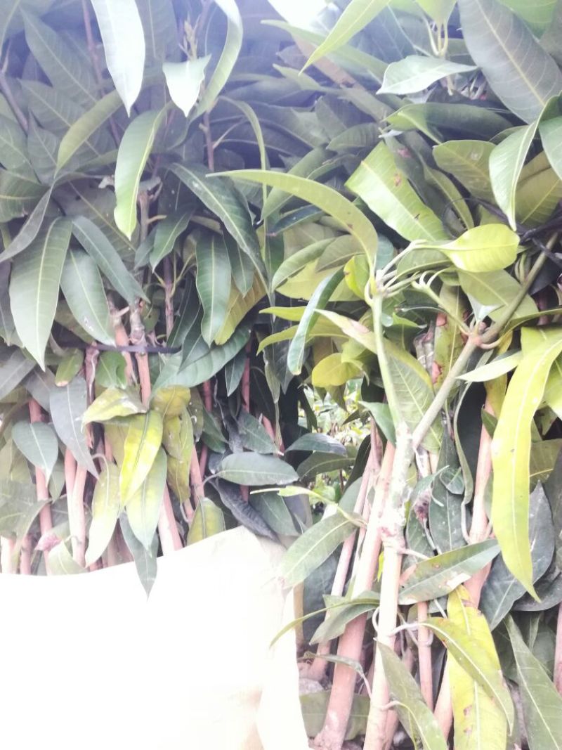 金煌芒树苗50至80高，有大量现货，欢迎惠顾