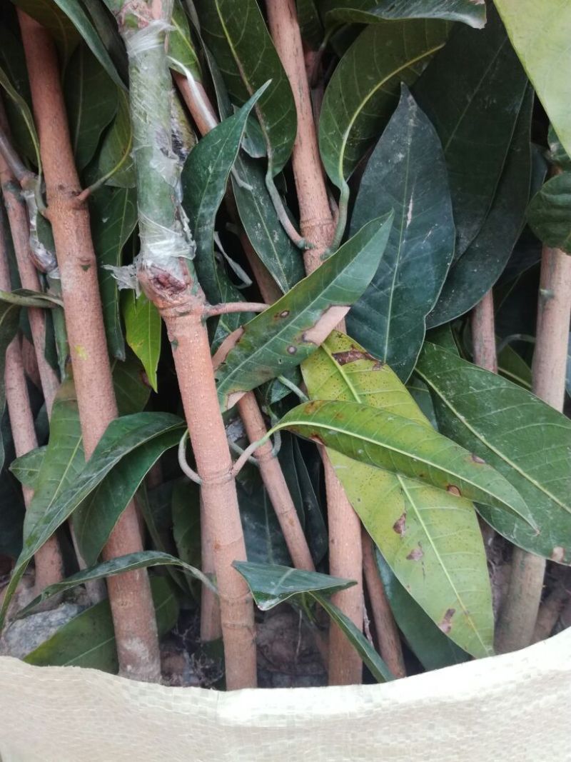 金煌芒树苗50至80高，有大量现货，欢迎惠顾