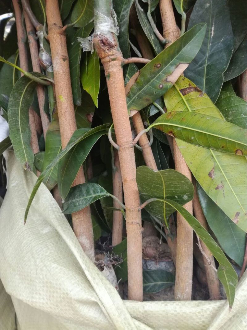 金煌芒树苗50至80高，有大量现货，欢迎惠顾