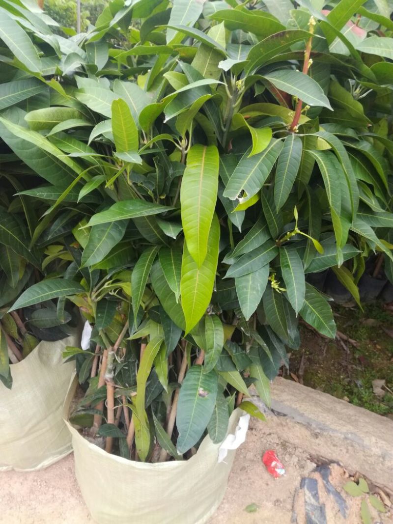 金煌芒树苗50至80高，有大量现货，欢迎惠顾