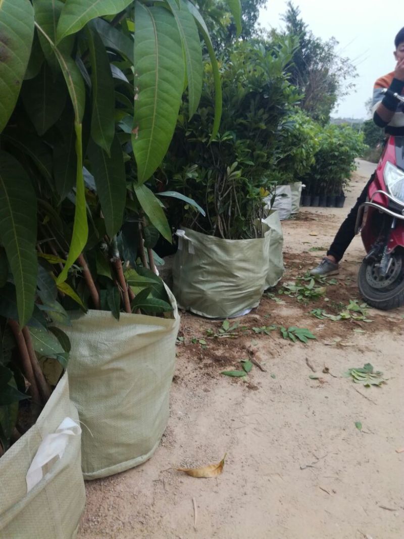 金煌芒树苗50至80高，有大量现货，欢迎惠顾