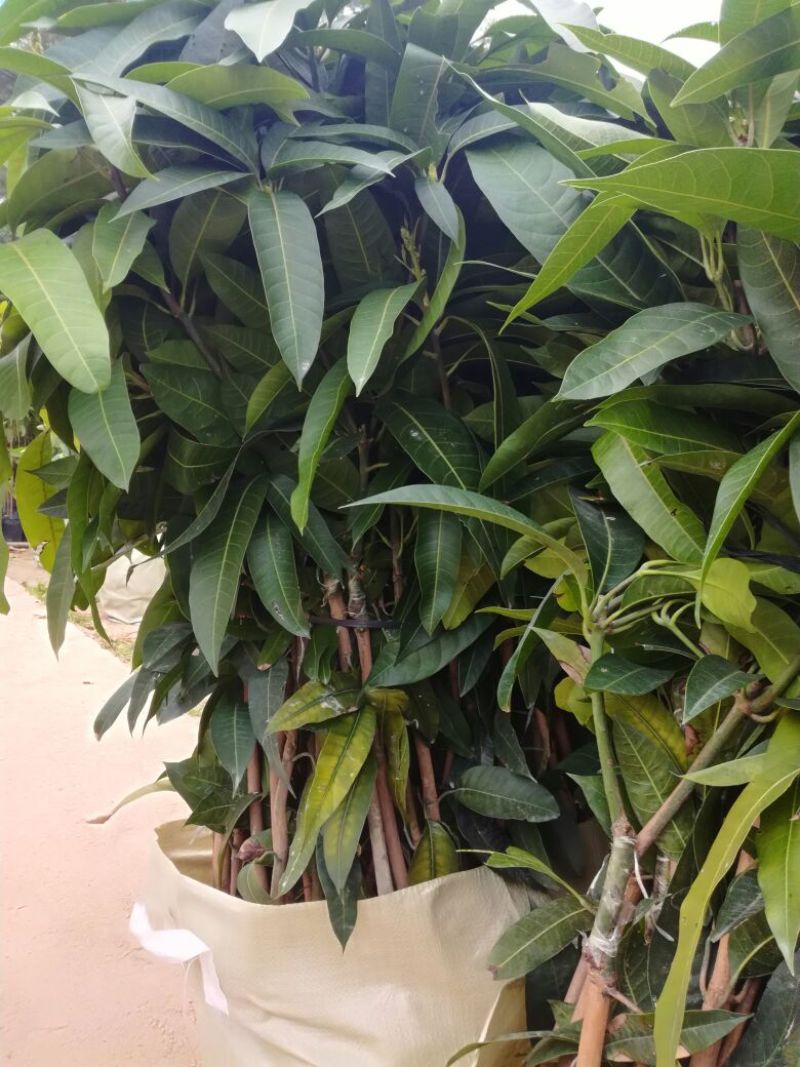 金煌芒树苗50至80高，有大量现货，欢迎惠顾