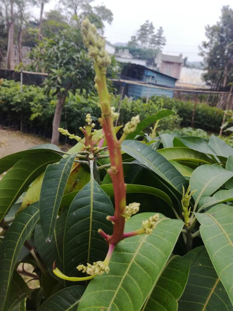 金煌芒树苗50至80高，有大量现货，欢迎惠顾