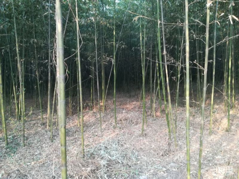 竹子4~5m