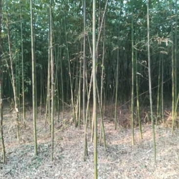 竹子4~5m