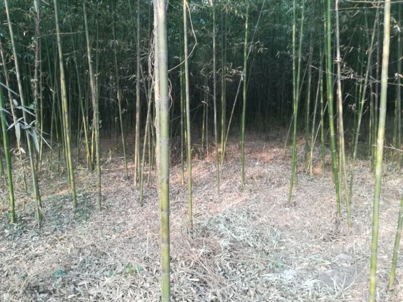 竹子4~5m