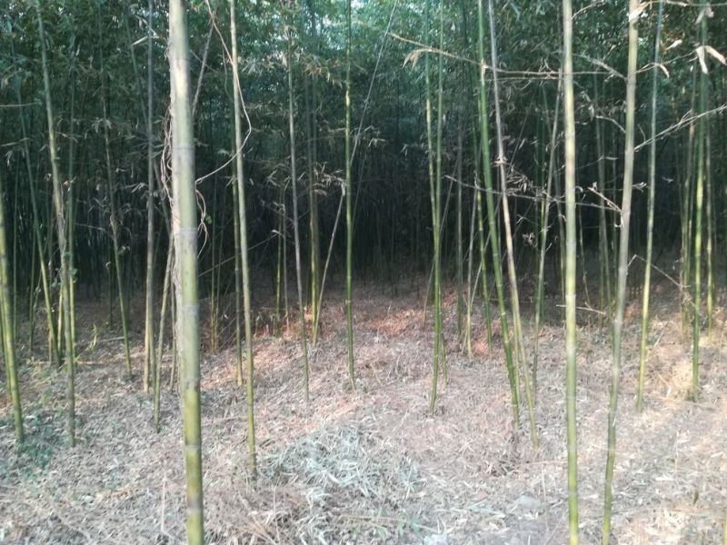 竹子4~5m
