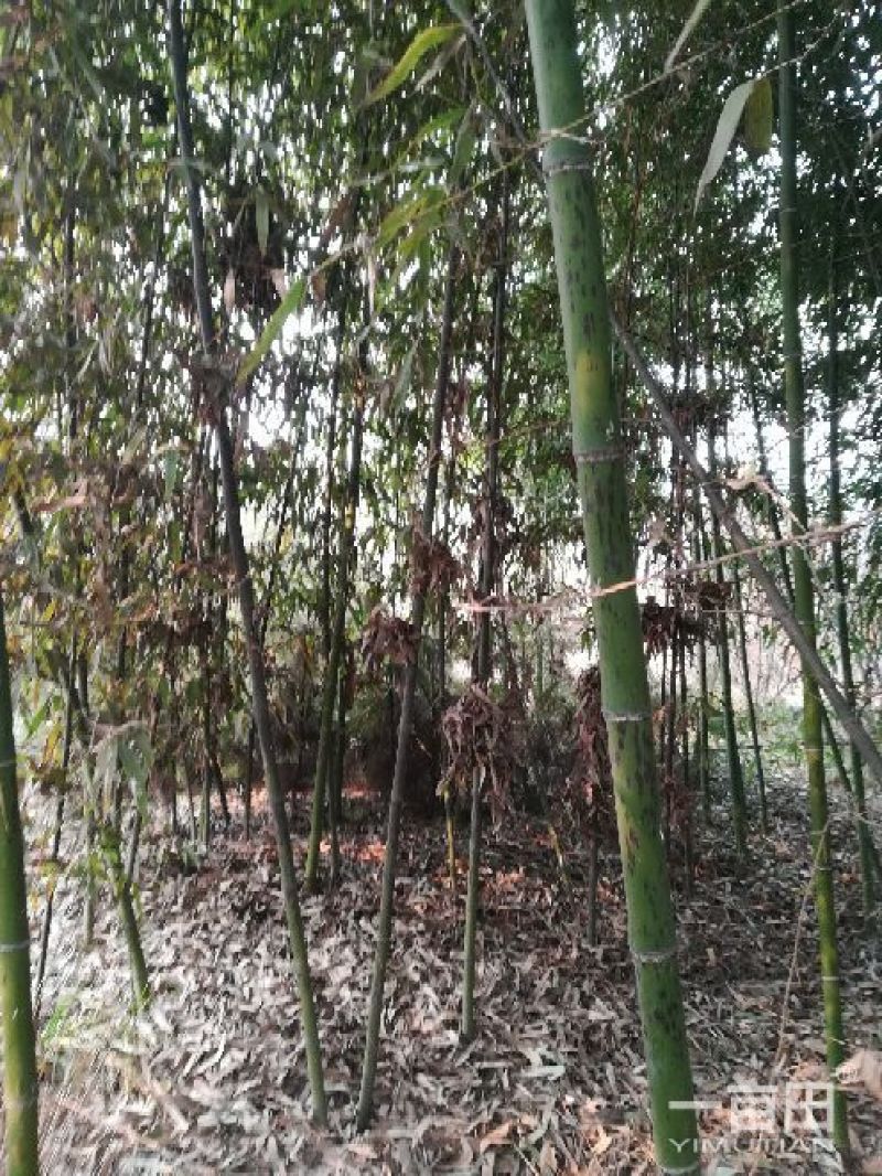 竹子4~5m
