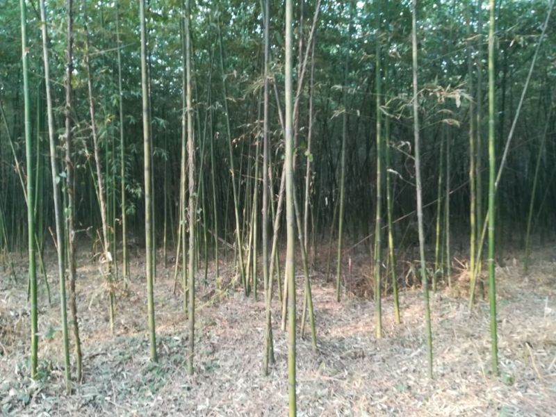 竹子4~5m