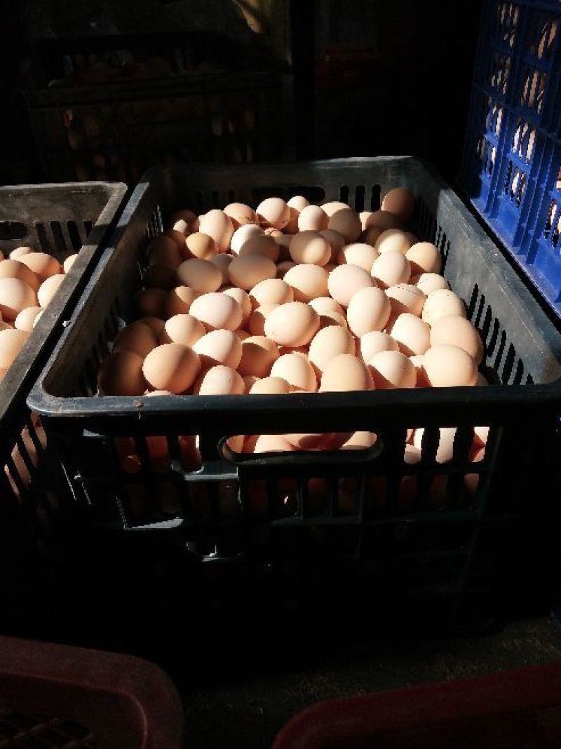 土鸡蛋食用50g以下