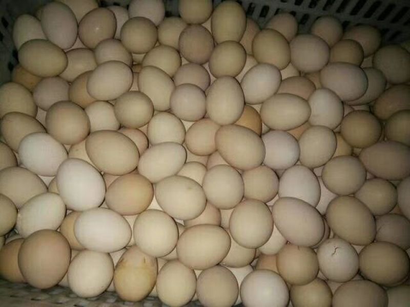 土鸡蛋食用50g以下