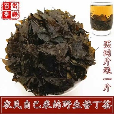 苦丁茶