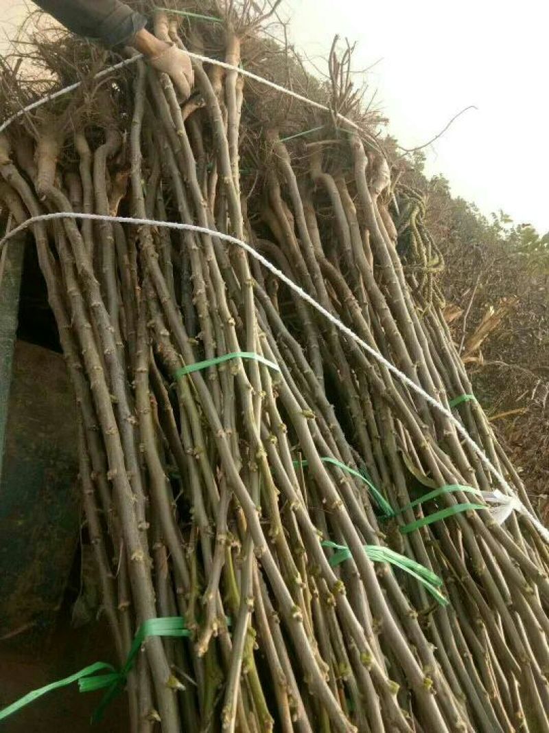 核桃苗50~100cm1年以下