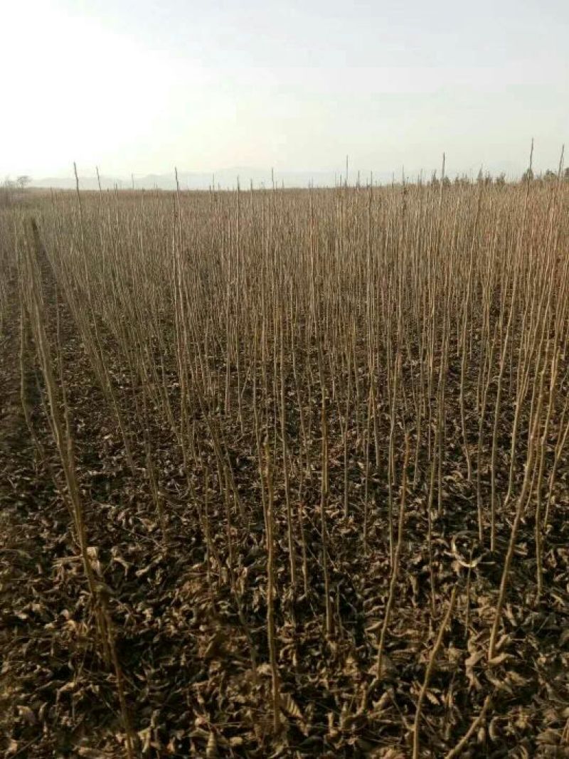 核桃苗50~100cm1年以下