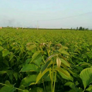 核桃苗50~100cm1年以下