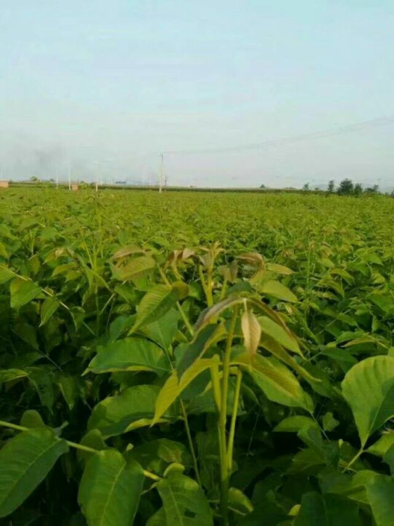 核桃苗50~100cm1年以下