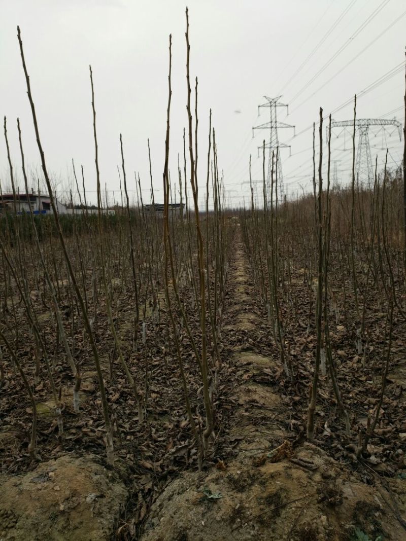 核桃苗50~100cm1年以下