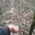 核桃苗50~100cm1年以下