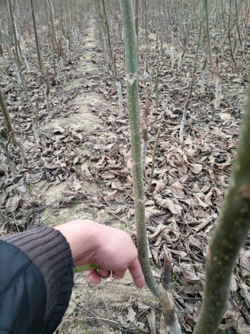 核桃苗50~100cm1年以下