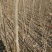 白杨树苗——速生无絮2025杨树苗，苗圃繁育