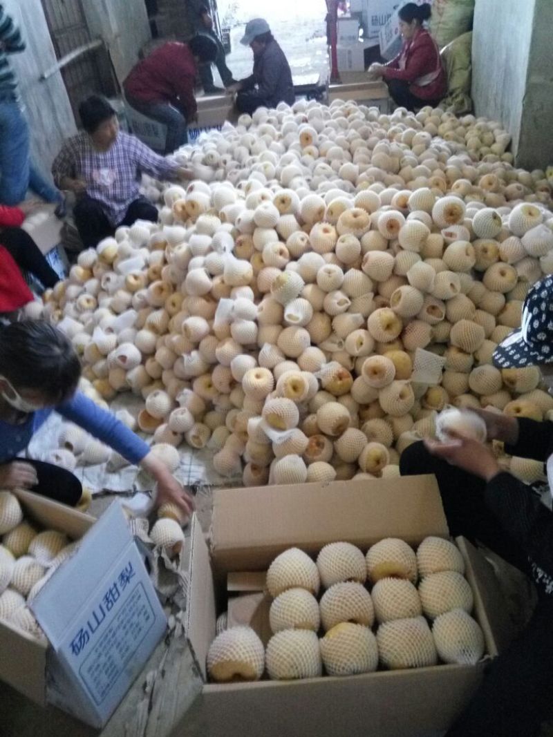 砀山梨甘甜汁多，色泽亮白，百年老树梨。果面干净品质更好