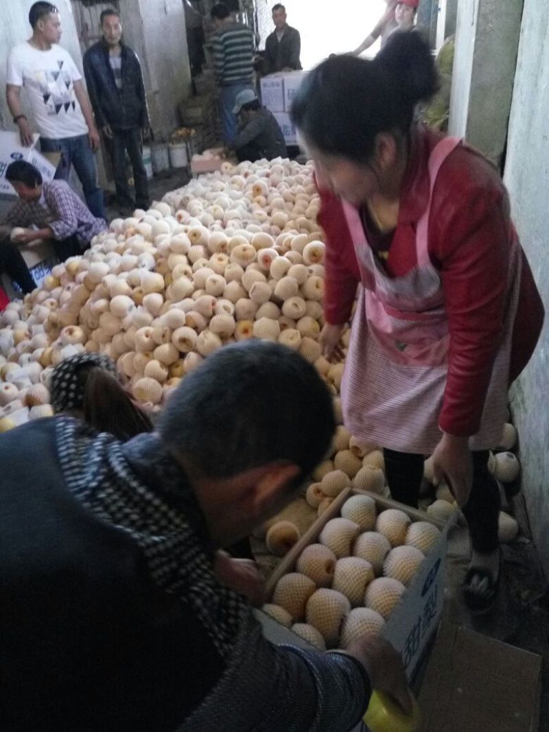 砀山梨甘甜汁多，色泽亮白，百年老树梨。果面干净品质更好