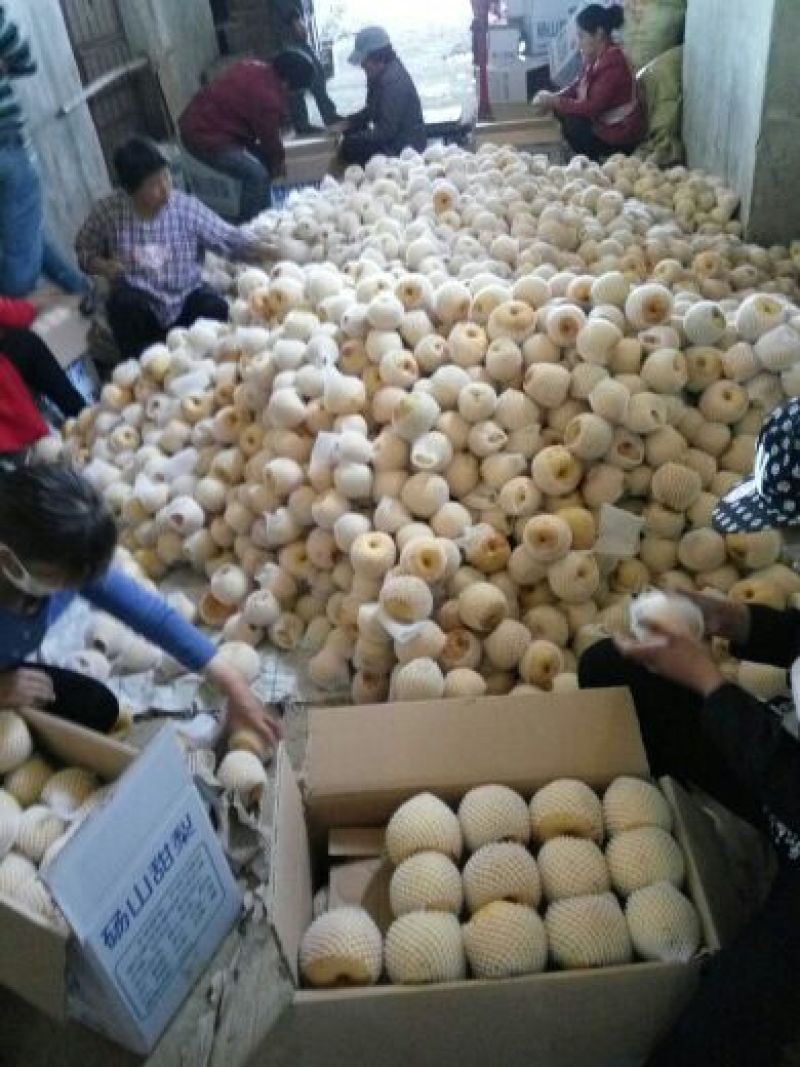 砀山梨甘甜汁多，色泽亮白，百年老树梨。果面干净品质更好