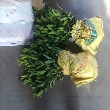 卡拉卡拉红肉脐橙苗30~50cm